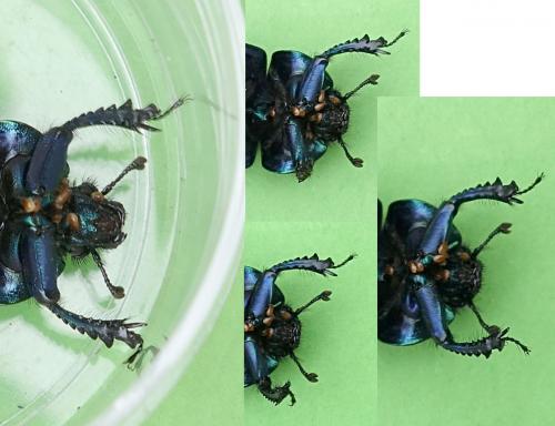 Réf. 207 191 : Trypocopris vernalis